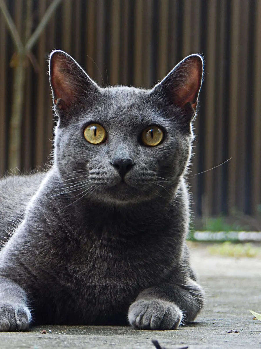 PRISTINE NIKON COOLPIX L830 BRIDGE CAMERA