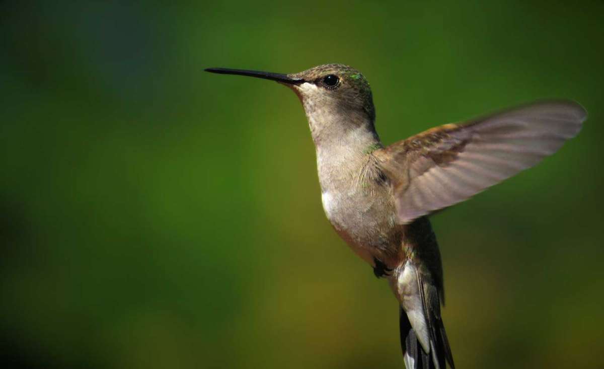 Canon SX530HS wifi Bridge camera