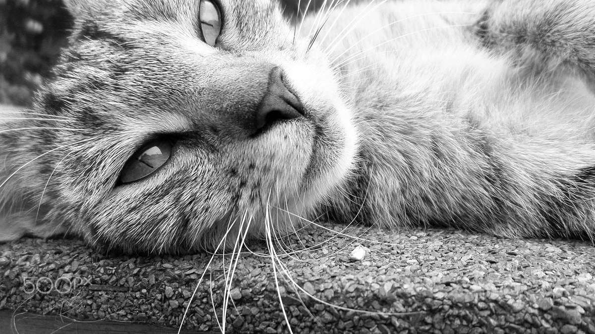 SAMSUNG DV150F DIGITAL CAMERA