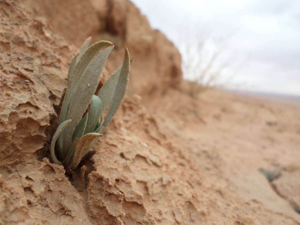 SAMSUNG DV150F DIGITAL CAMERA