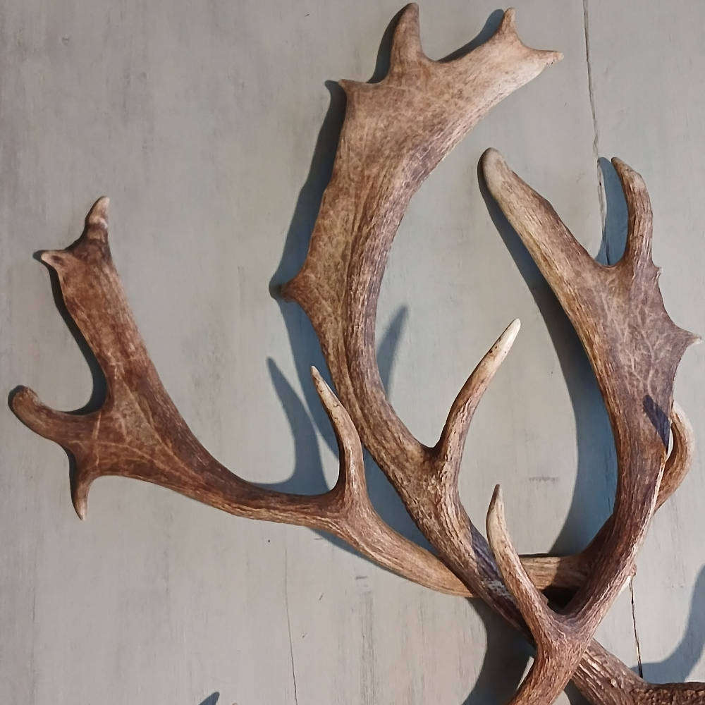 Genuine Antlers  Beautiful Set for Décor, Crafts & Collection