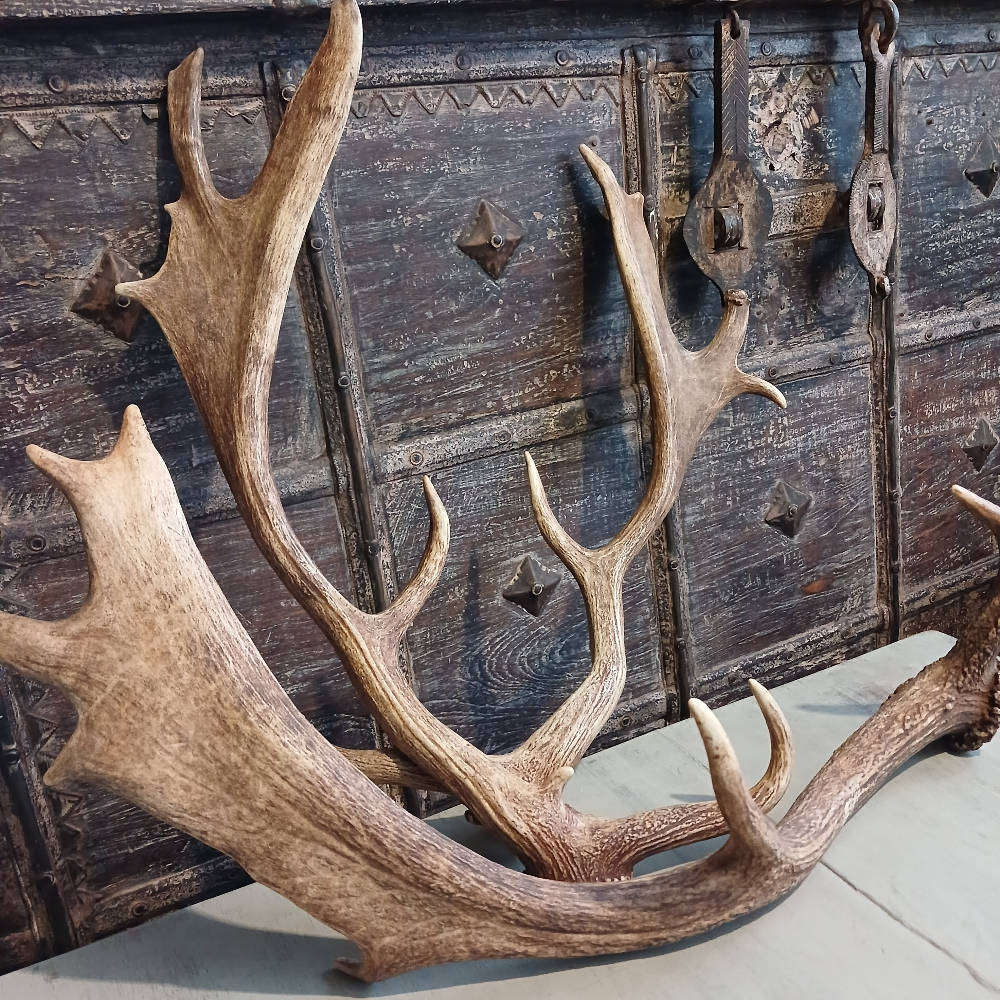 Genuine Antlers  Beautiful Set for Décor, Crafts & Collection