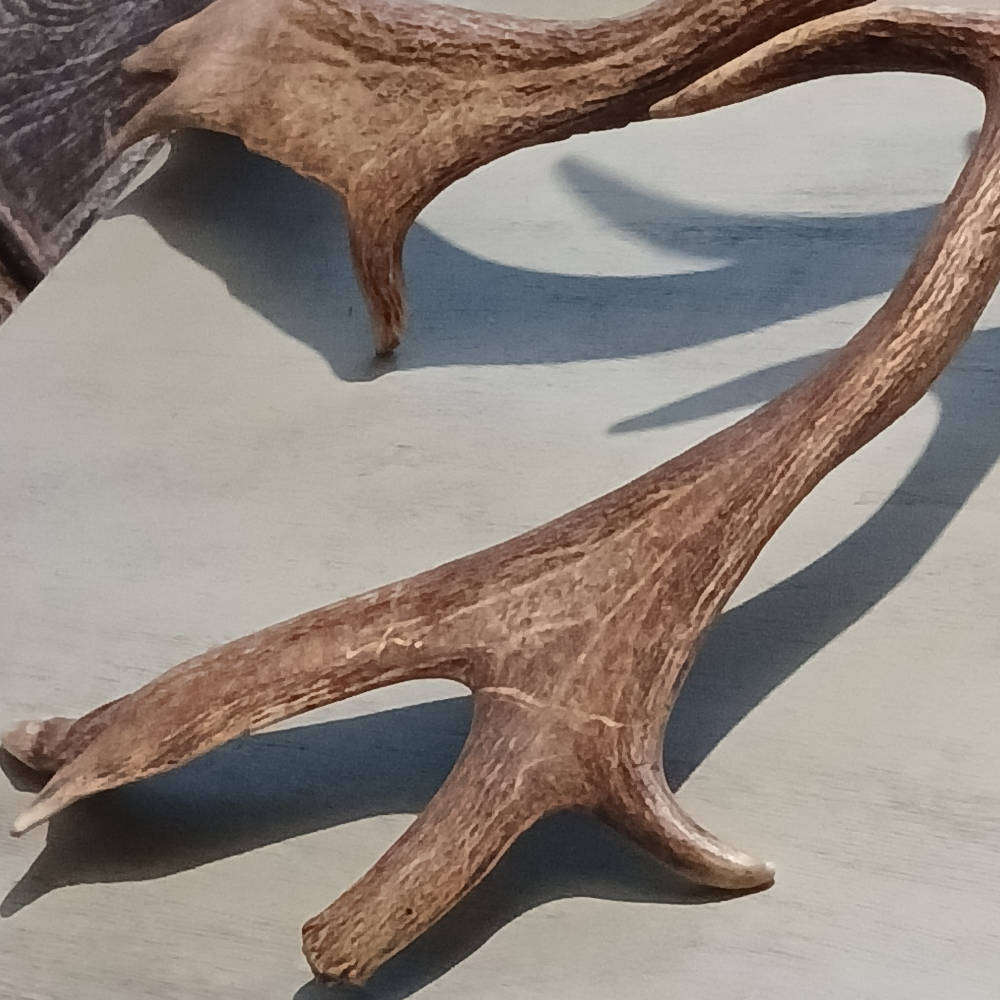 Genuine Antlers  Beautiful Set for Décor, Crafts & Collection