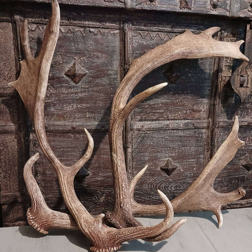 Genuine Antlers  Beautiful Set for Décor, Crafts & Collection