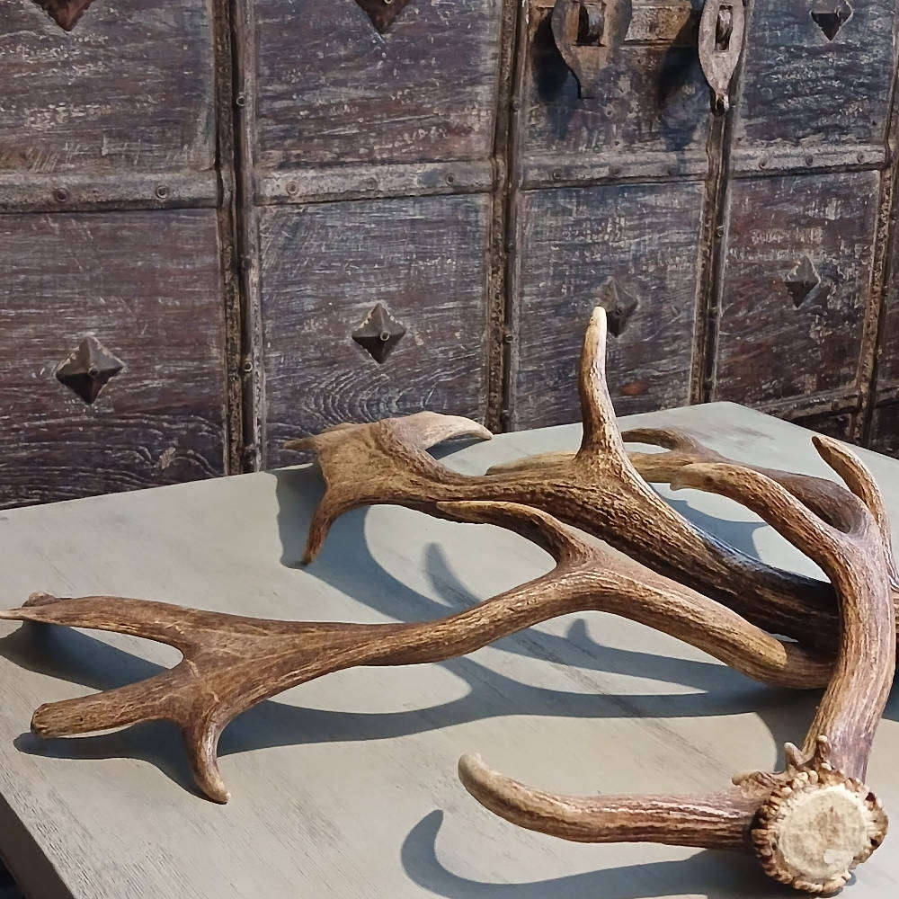 Genuine Antlers  Beautiful Set for Décor, Crafts & Collection