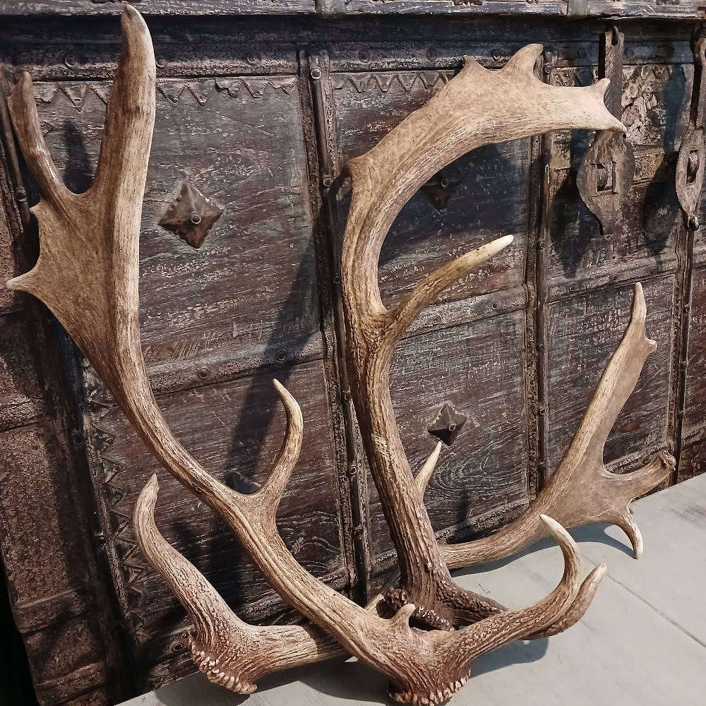 Genuine Antlers  Beautiful Set for Décor, Crafts & Collection