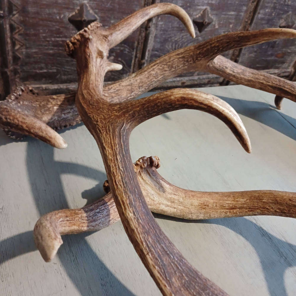 Genuine Antlers  Beautiful Set for Décor, Crafts & Collection