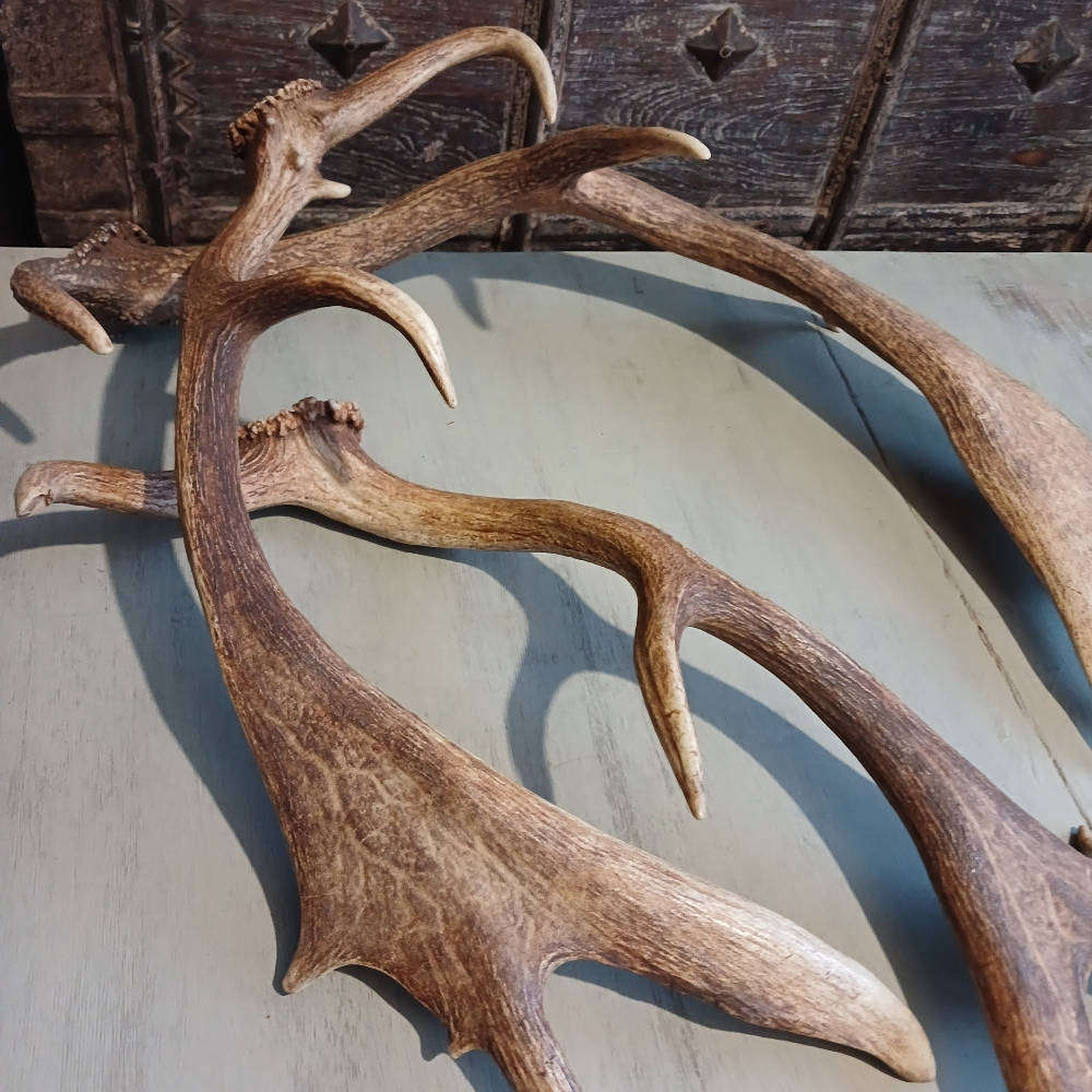 Genuine Antlers  Beautiful Set for Décor, Crafts & Collection
