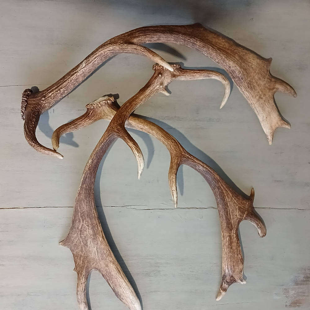 Genuine Antlers  Beautiful Set for Décor, Crafts & Collection