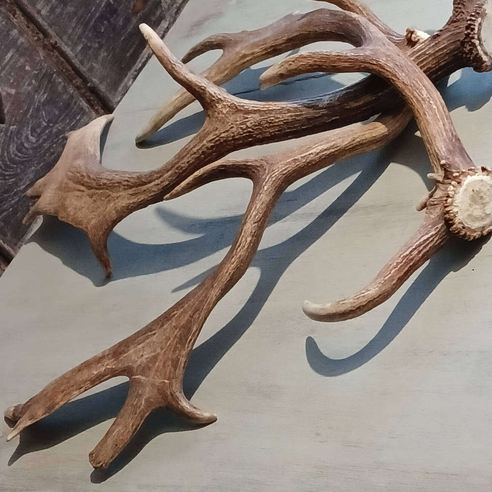 Genuine Antlers  Beautiful Set for Décor, Crafts & Collection