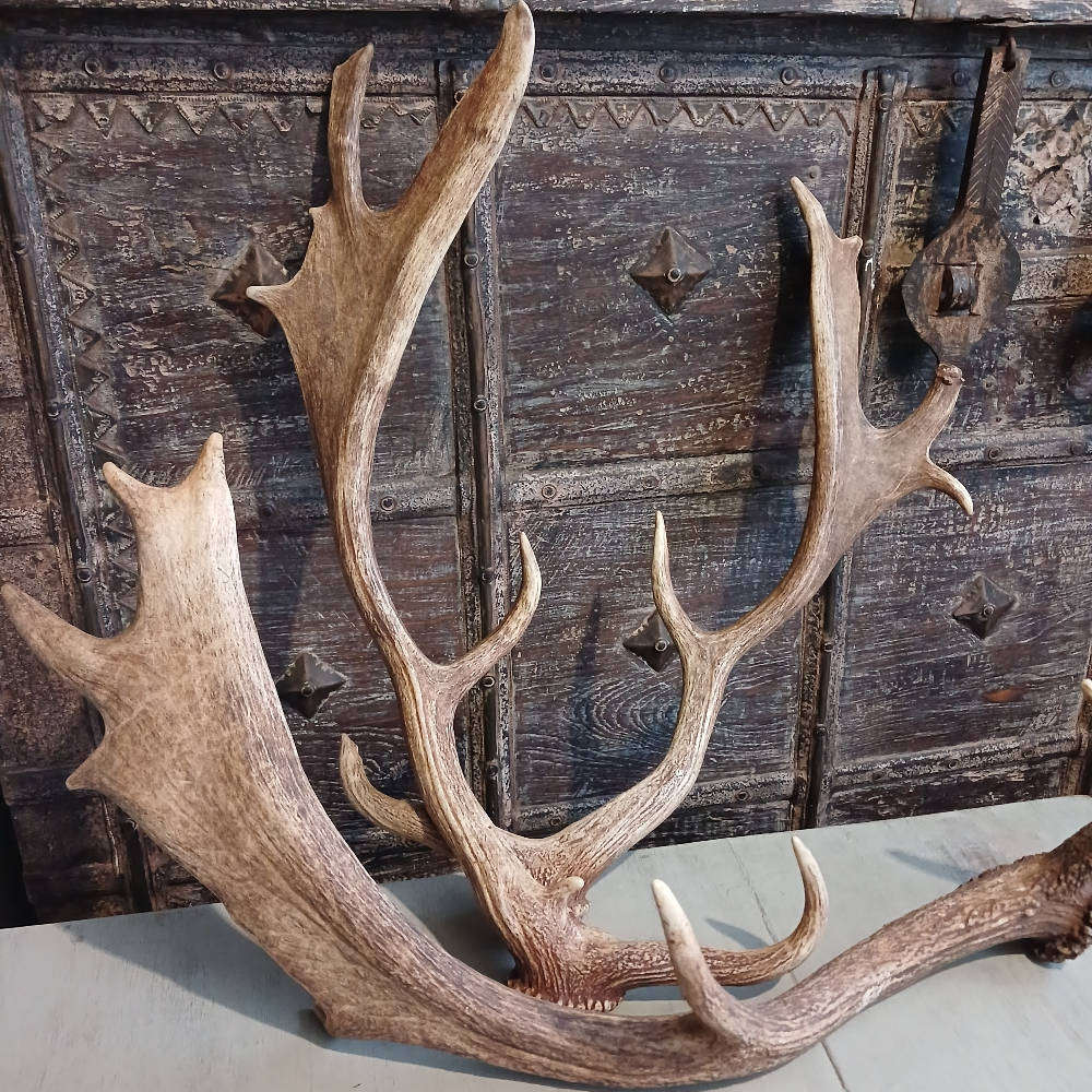Genuine Antlers  Beautiful Set for Décor, Crafts & Collection