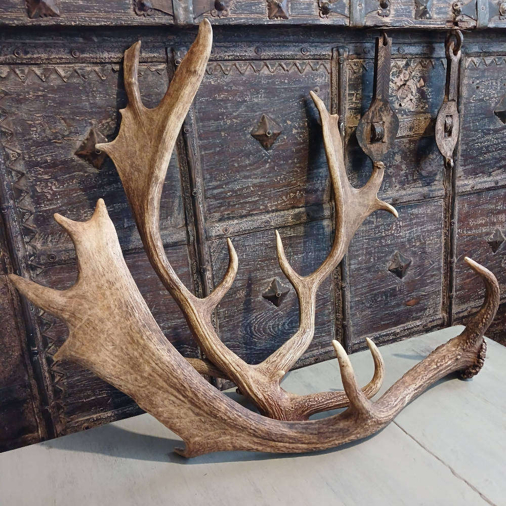 Genuine Antlers  Beautiful Set for Décor, Crafts & Collection