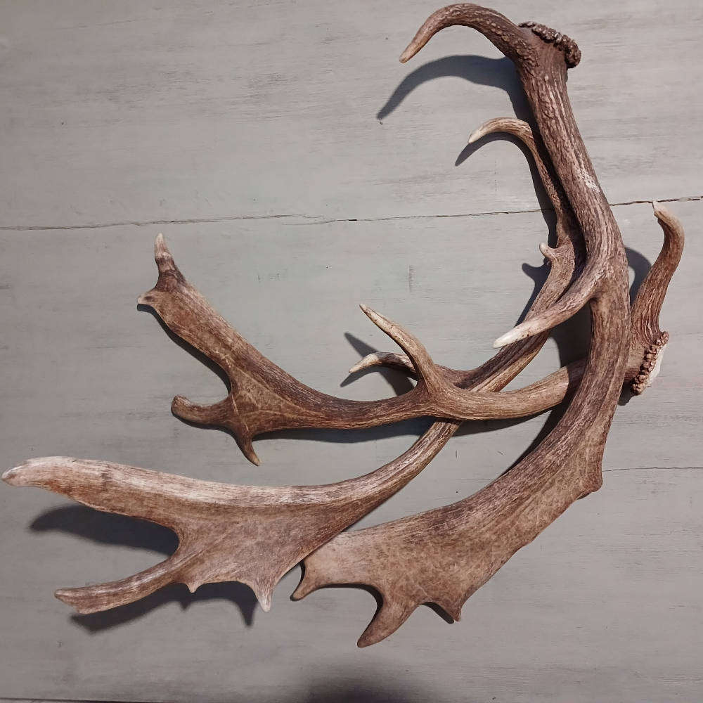 Genuine Antlers  Beautiful Set for Décor, Crafts & Collection