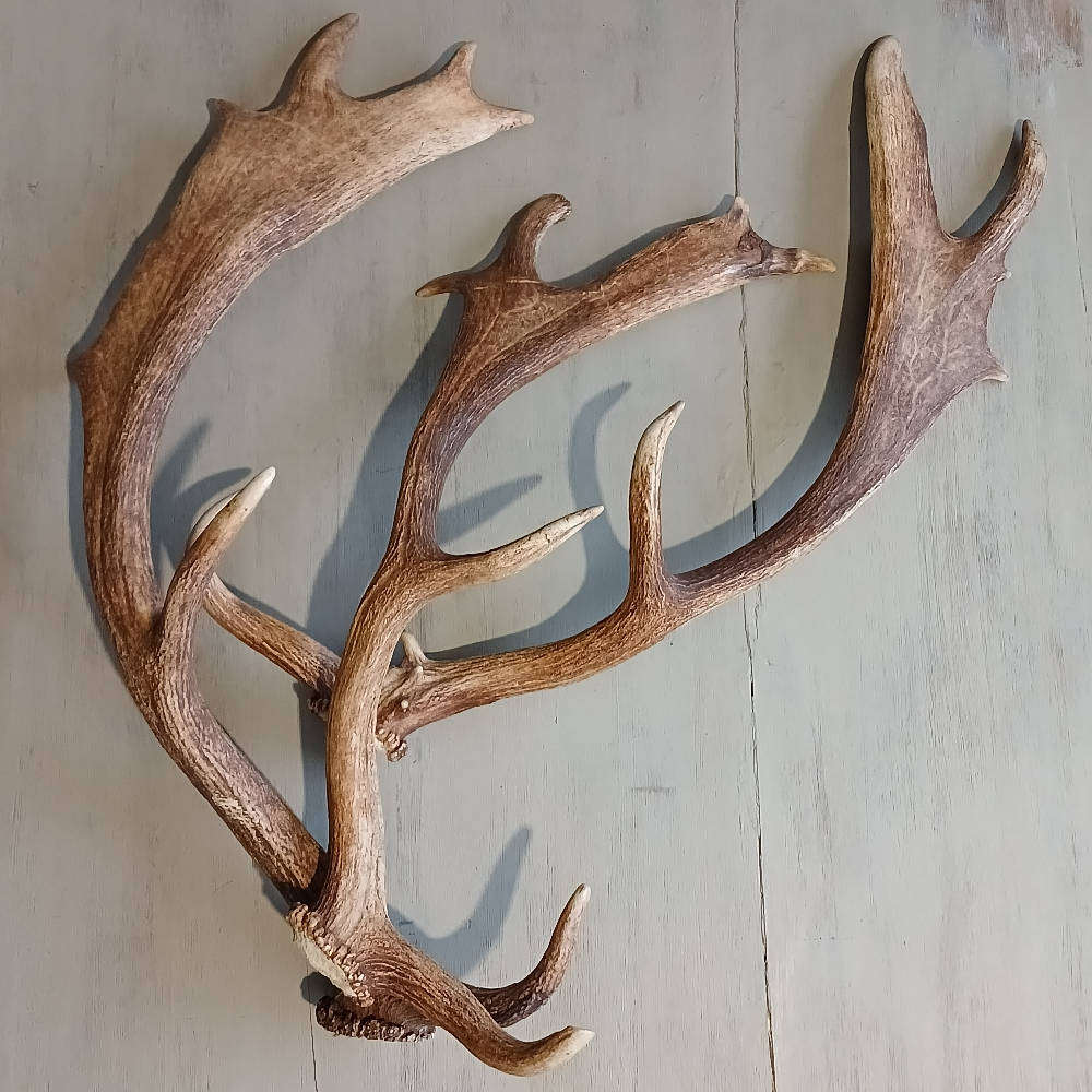 Genuine Antlers  Beautiful Set for Décor, Crafts & Collection