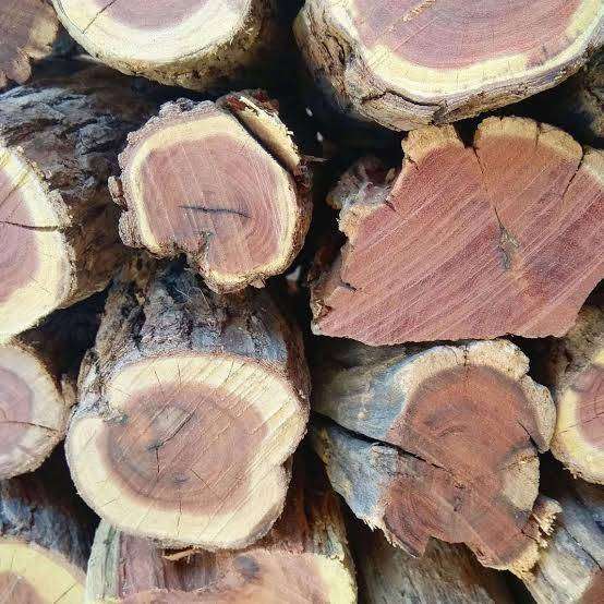 Sickle Bush Firewood