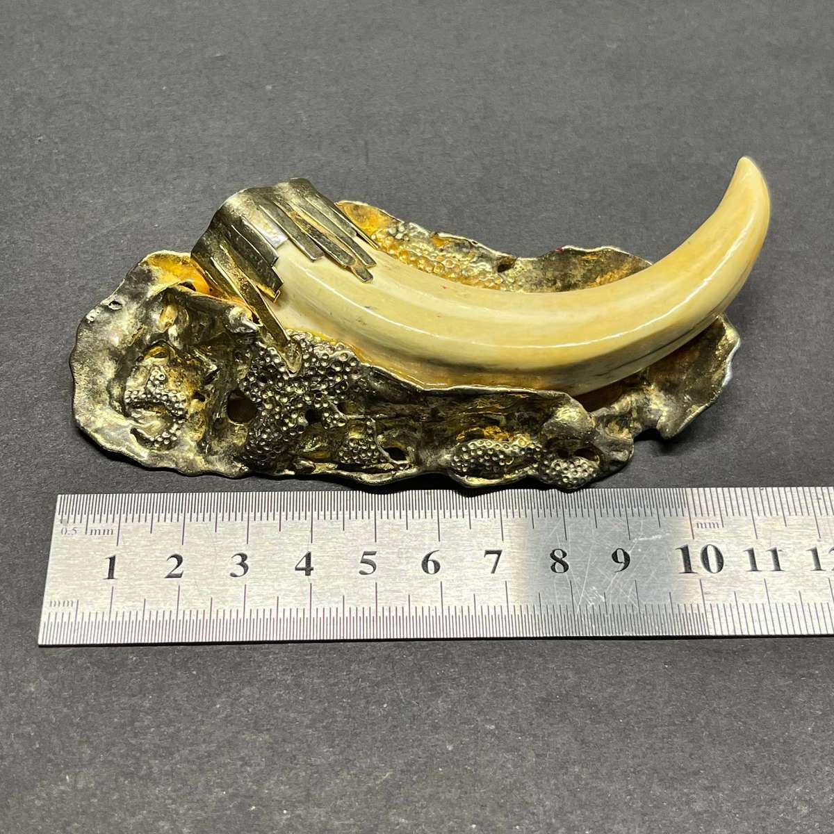  Warthog Tusk Brooch | Gold Plated Sterling Silver Mount