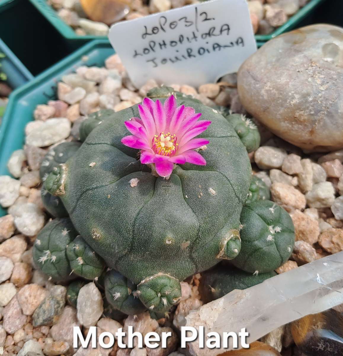Rare!!!  Lophophora jourdaniana cluster (peyote cactus) (Free Gift with any Order)