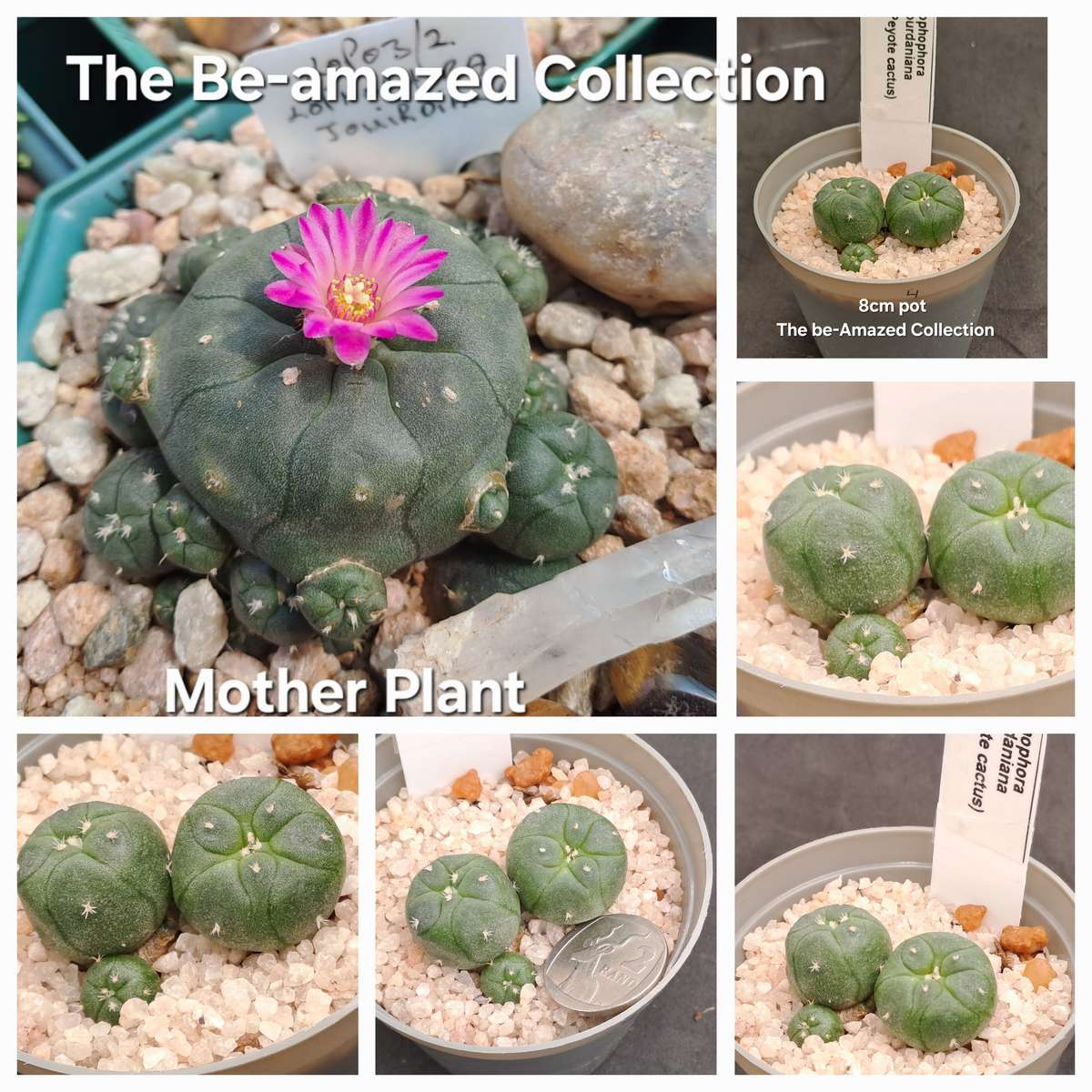Rare!!!  Lophophora jourdaniana cluster (peyote cactus) (Free Gift with any Order)