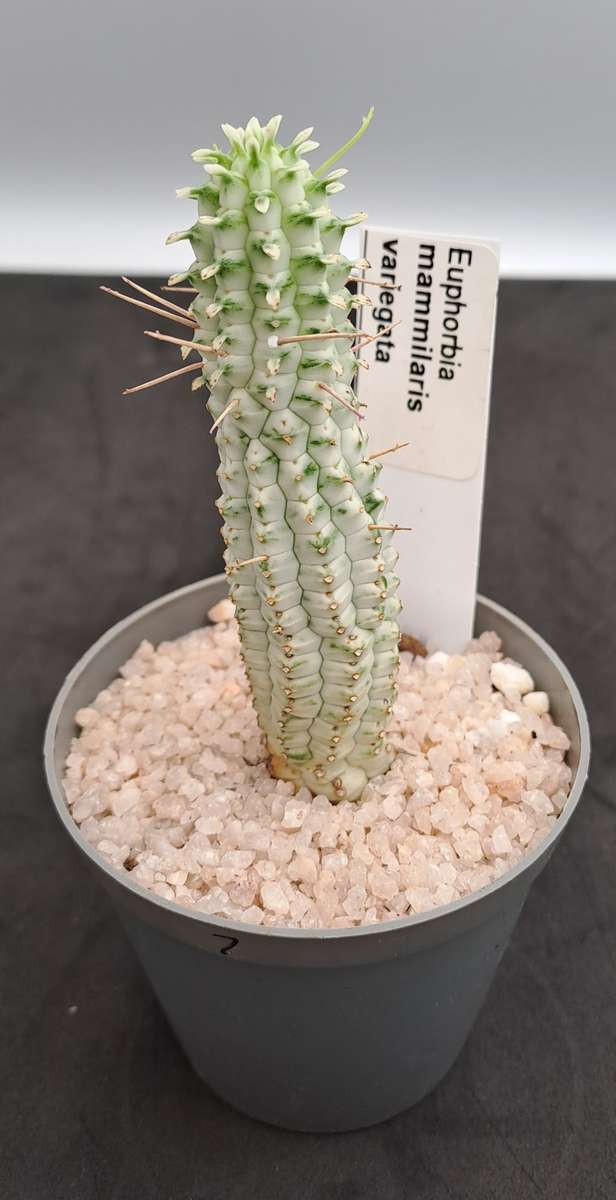 Euphorbia mammilaris Variegata -Indian Corn Cob (Free Gift with any Order)