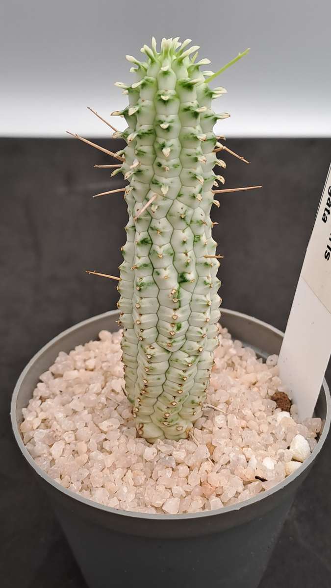 Euphorbia mammilaris Variegata -Indian Corn Cob (Free Gift with any Order)
