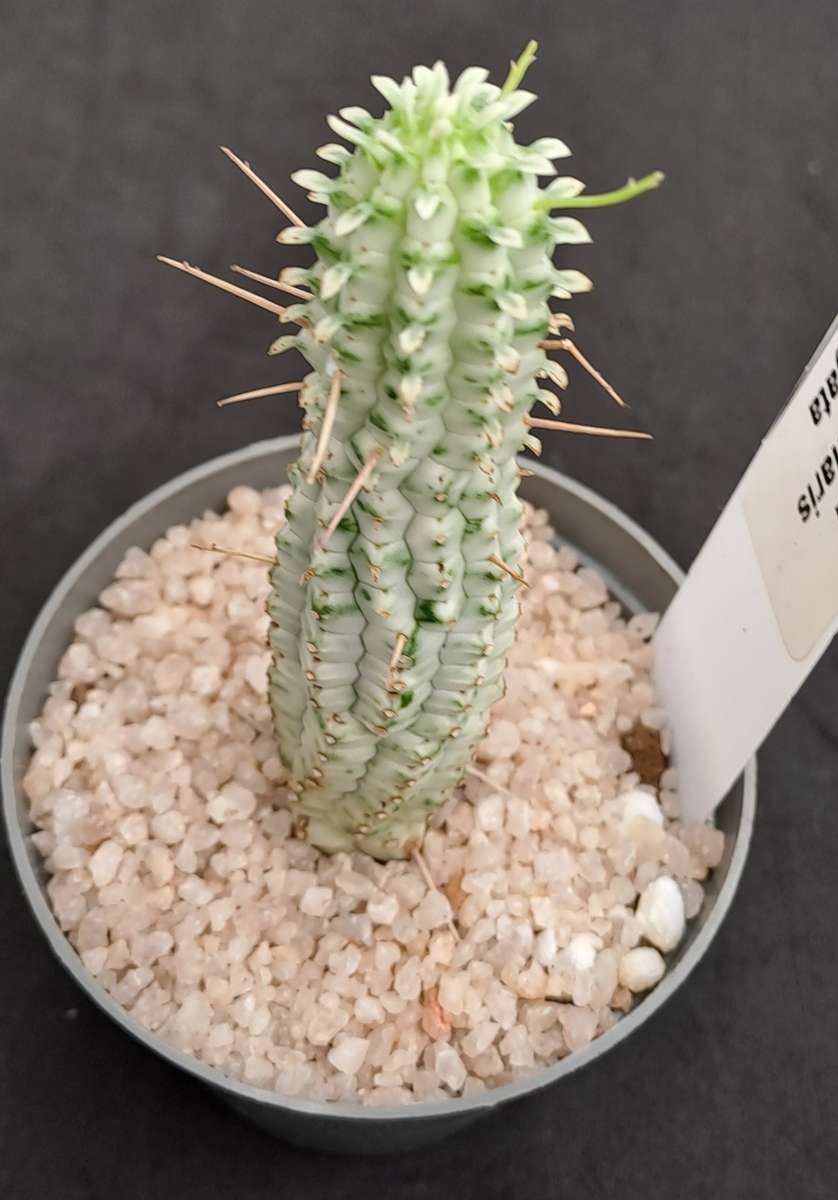 Euphorbia mammilaris Variegata -Indian Corn Cob (Free Gift with any Order)