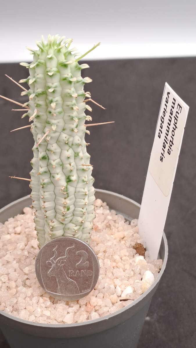 Euphorbia mammilaris Variegata -Indian Corn Cob (Free Gift with any Order)