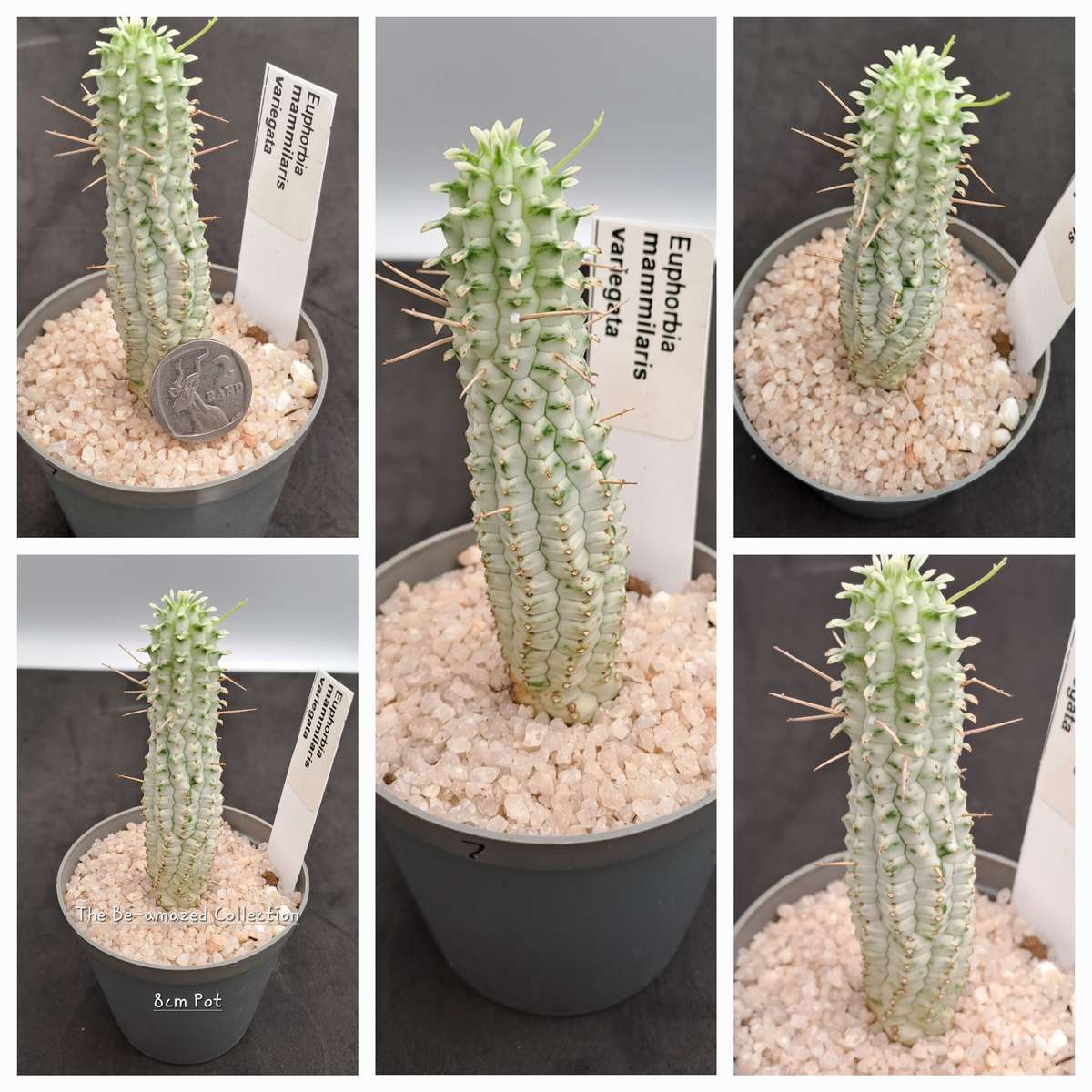 Euphorbia mammilaris Variegata -Indian Corn Cob (Free Gift with any Order)