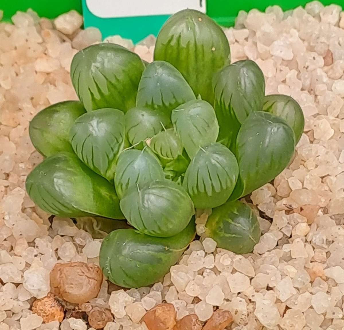 Haworthia Cooperi var. Truncata-Free Gift with any Order)