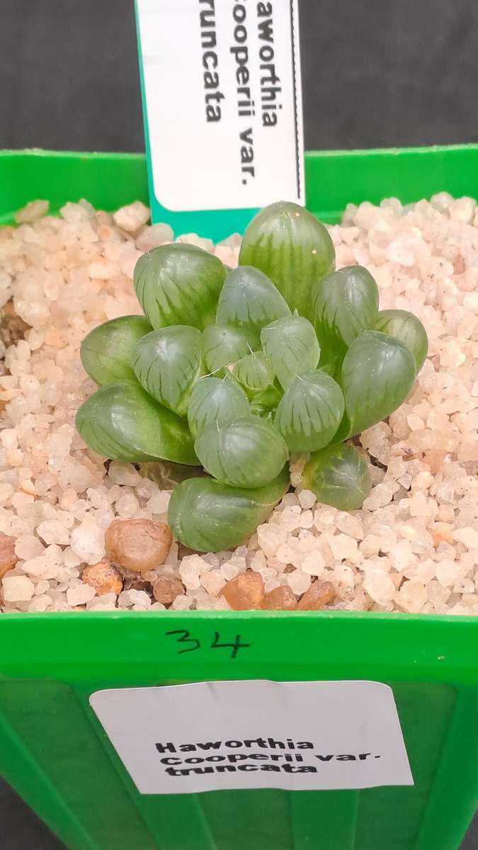 Haworthia Cooperi var. Truncata-Free Gift with any Order)