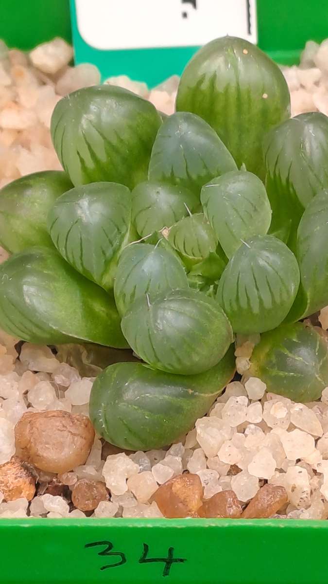 Haworthia Cooperi var. Truncata-Free Gift with any Order)