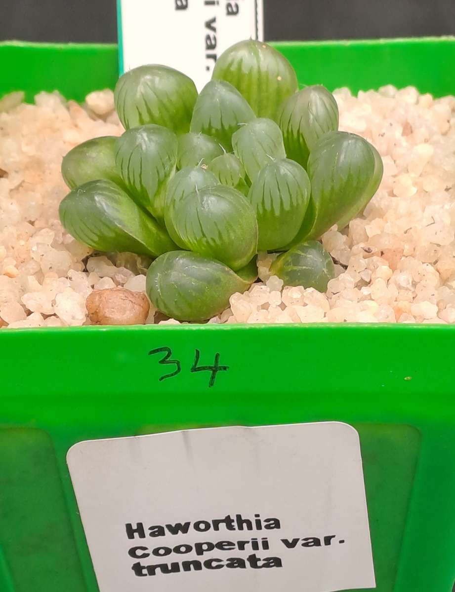 Haworthia Cooperi var. Truncata-Free Gift with any Order)