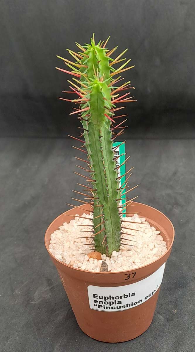 Euphorbia Enopla -Pin Cushion Euphorbia-Life Plant