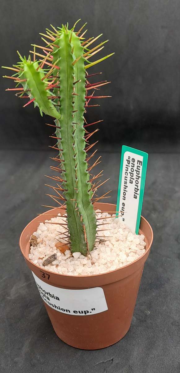 Euphorbia Enopla -Pin Cushion Euphorbia-Life Plant