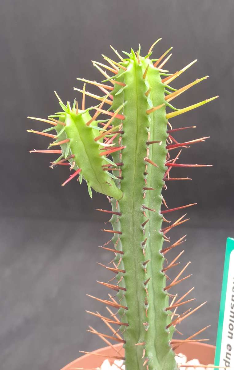 Euphorbia Enopla -Pin Cushion Euphorbia-Life Plant