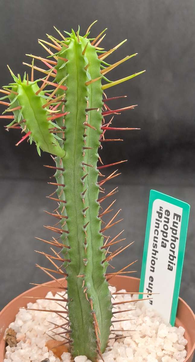 Euphorbia Enopla -Pin Cushion Euphorbia-Life Plant