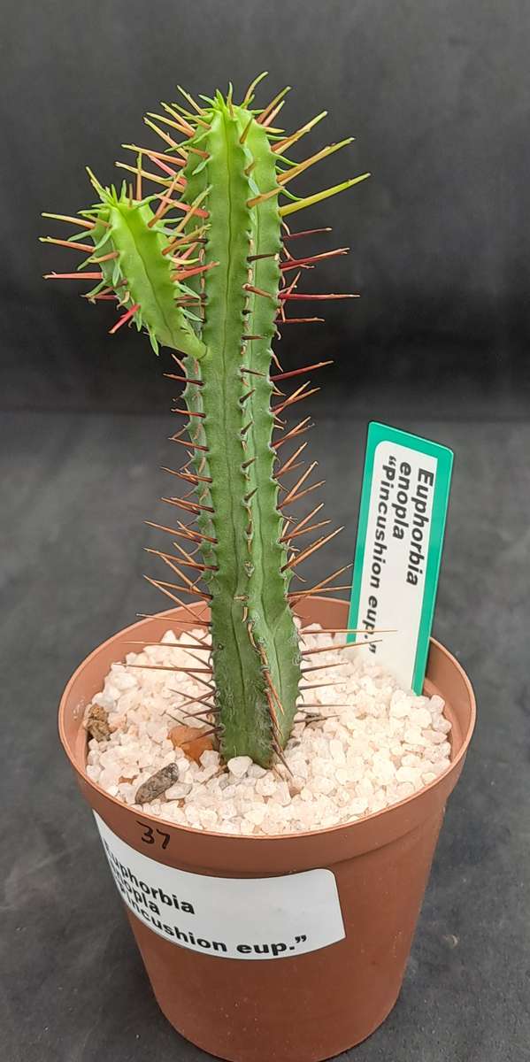 Euphorbia Enopla -Pin Cushion Euphorbia-Life Plant