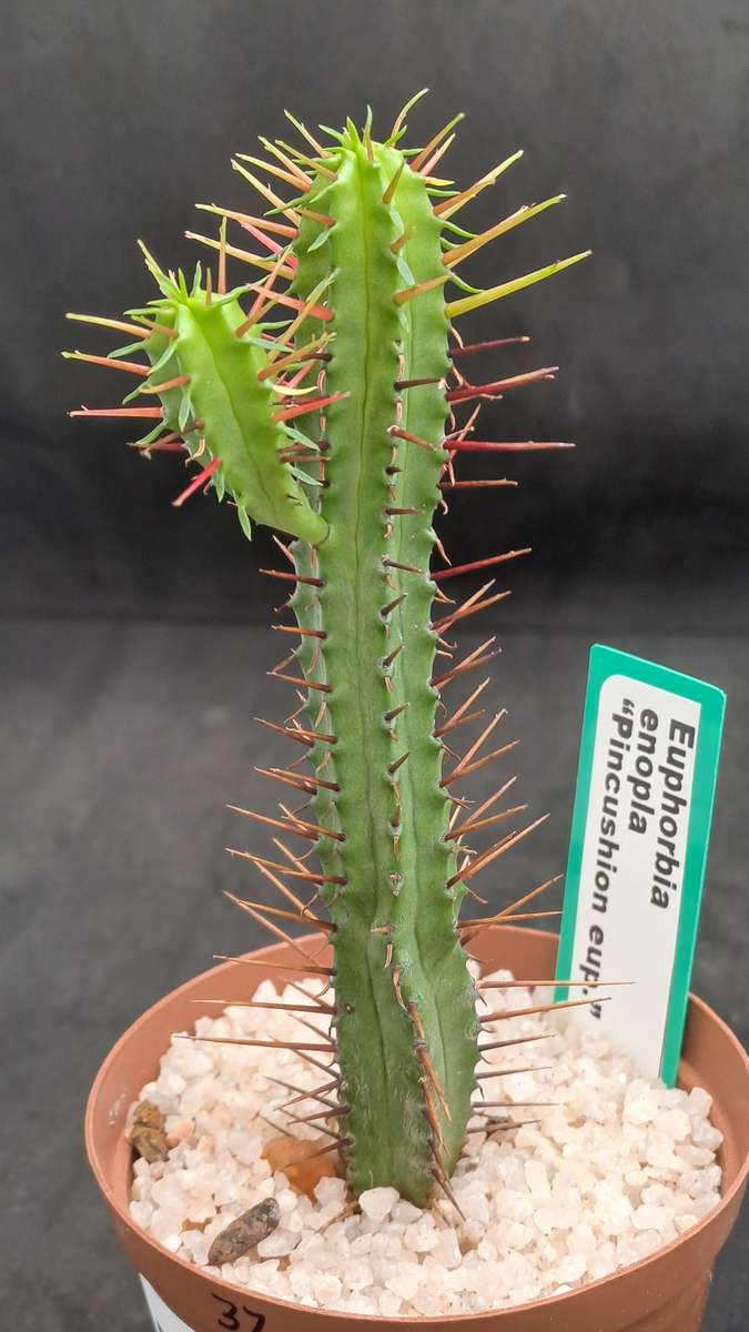 Euphorbia Enopla -Pin Cushion Euphorbia-Life Plant