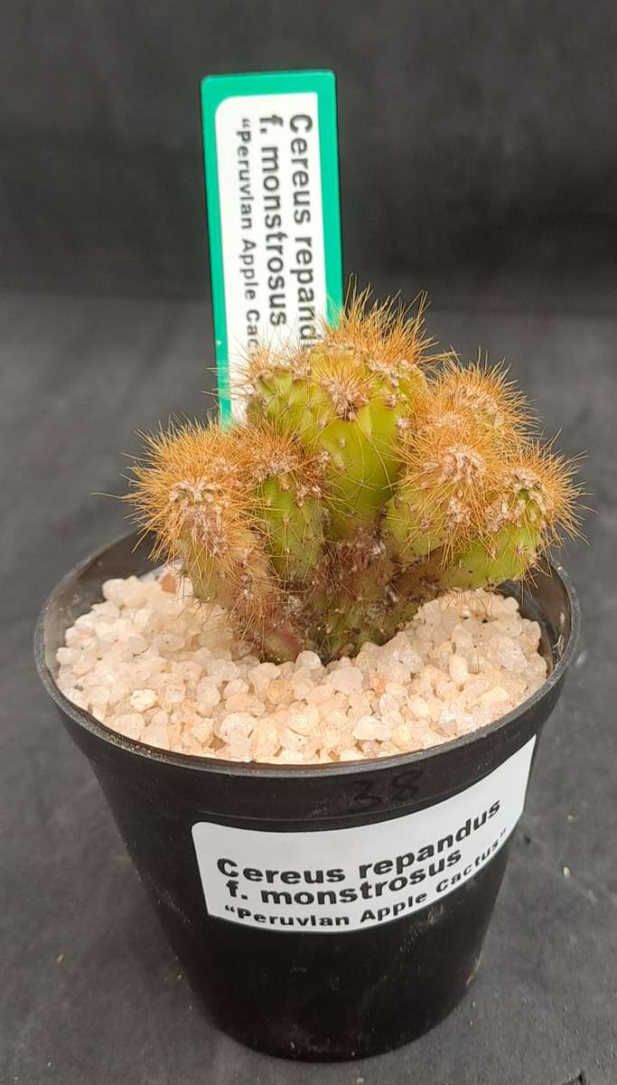 Cereus repandus f monstrosus (Pevurian apple cactus)-Free Gift with any Order)