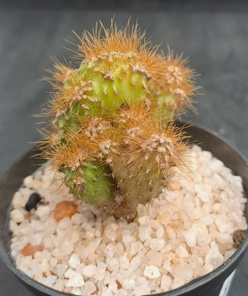 Cereus repandus f monstrosus (Pevurian apple cactus)-Free Gift with any Order)