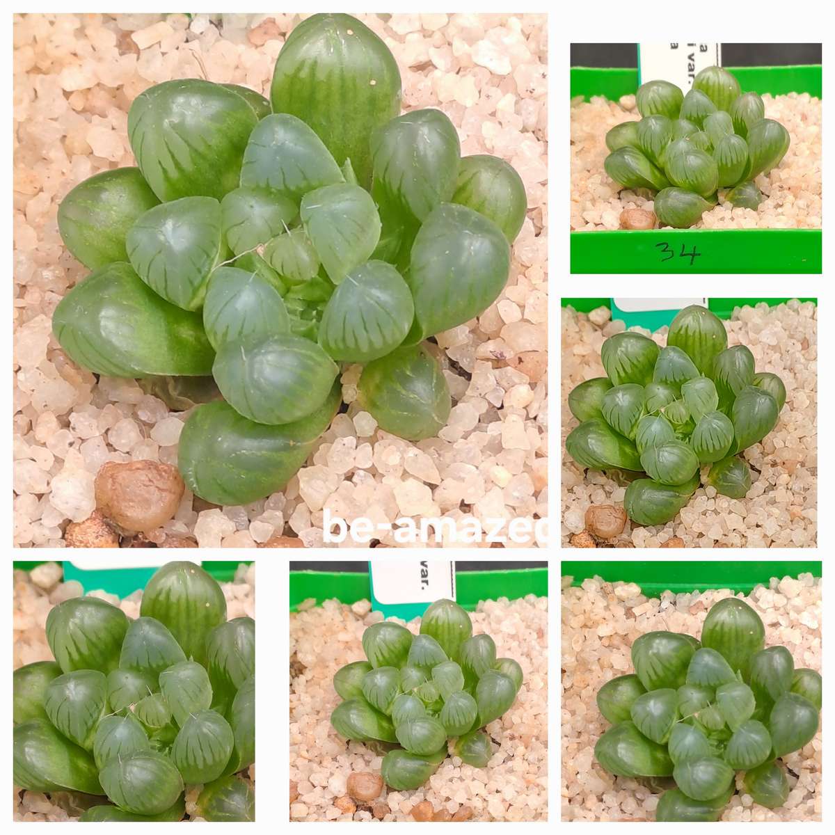 Haworthia Cooperi var. Truncata-Free Gift with any Order)