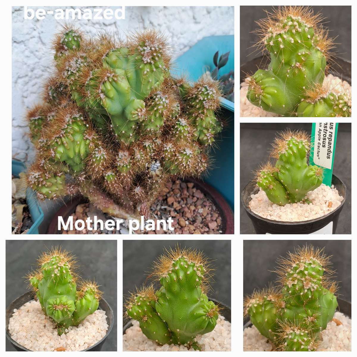 Cereus repandus f monstrosus (Pevurian apple cactus)-Free Gift with any Order)