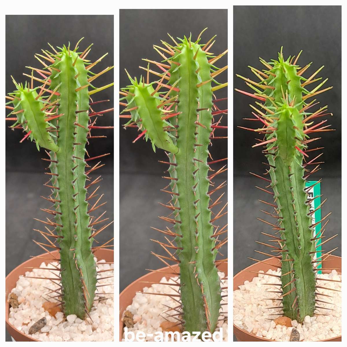 Euphorbia Enopla -Pin Cushion Euphorbia-Life Plant