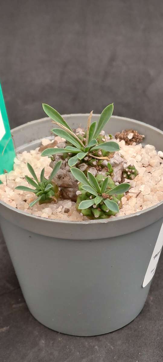 Rare!!!   -Euphorbia Japonica Cluster (pineapple Euphorbia)  -Free Gift with any Order)