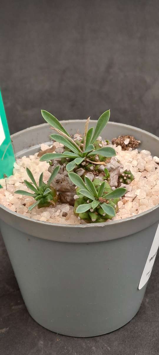 Rare!!!   -Euphorbia Japonica Cluster (pineapple Euphorbia)  -Free Gift with any Order)