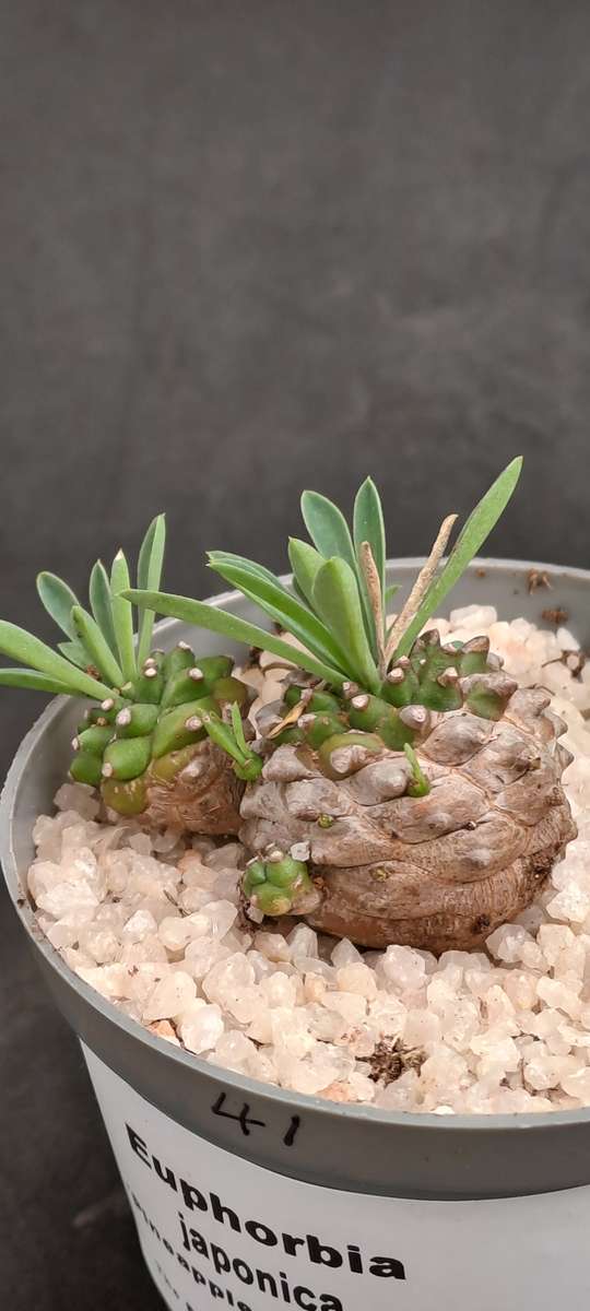 Rare!!!   -Euphorbia Japonica Cluster (pineapple Euphorbia)  -Free Gift with any Order)