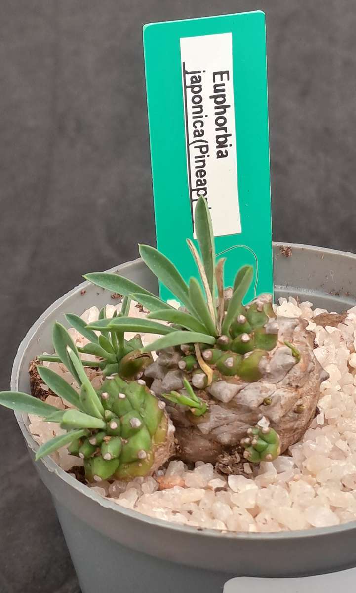 Rare!!!   -Euphorbia Japonica Cluster (pineapple Euphorbia)  -Free Gift with any Order)
