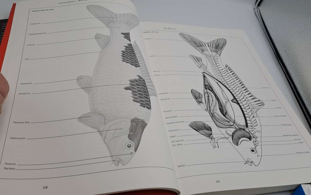 Pre-Owned : Living Jewels - Koikeeping in South Africa - Ronnie Watt & Serveas de Kock