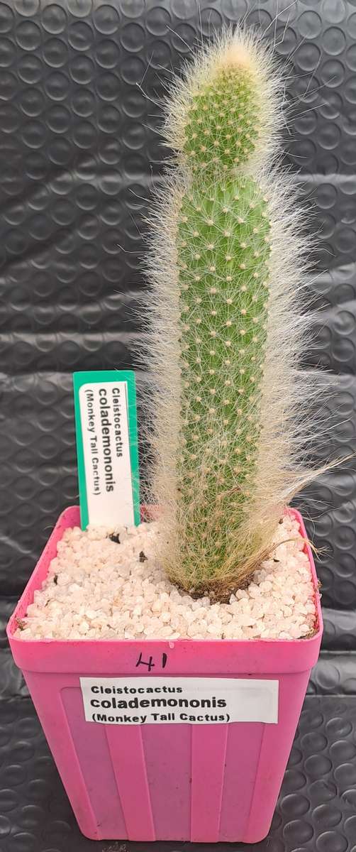 a 13,5cm rooted Cutting of Monkey's Tail Cactus (Cleistocactus colademononis)