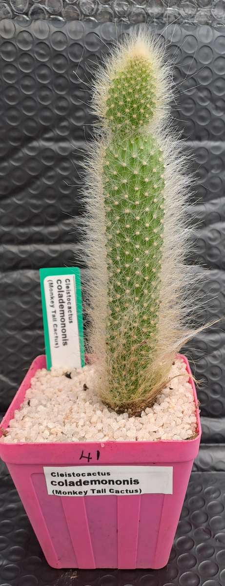 a 13,5cm rooted Cutting of Monkey's Tail Cactus (Cleistocactus colademononis)