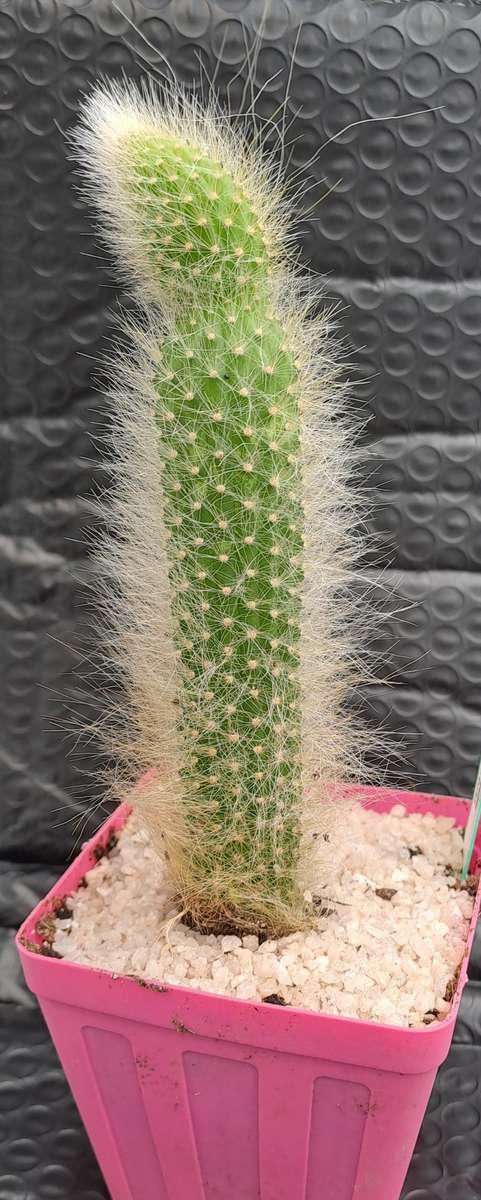 a 13,5cm rooted Cutting of Monkey's Tail Cactus (Cleistocactus colademononis)